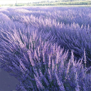100g Natural Dried Lavender Flowers Bundles Lavender Buds Freshly Wedding Flowers Decoration Flowers Bouquet  Aromatherapy
